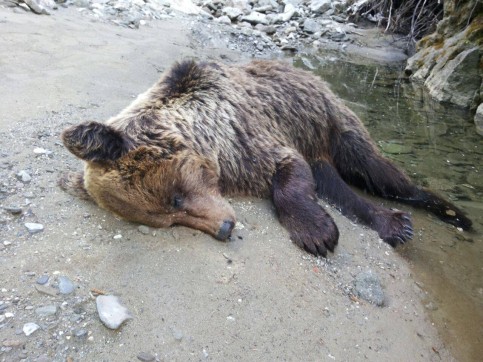 urs mort in bucegi