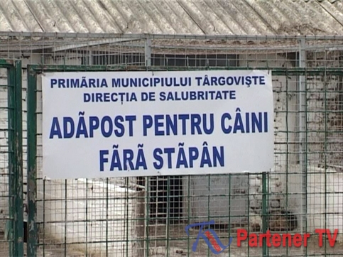 adapost pentru caini targoviste