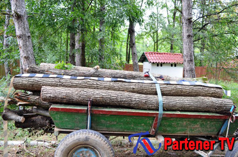 Hoţii de lemne de la Răcari, prinşi de jandarmi