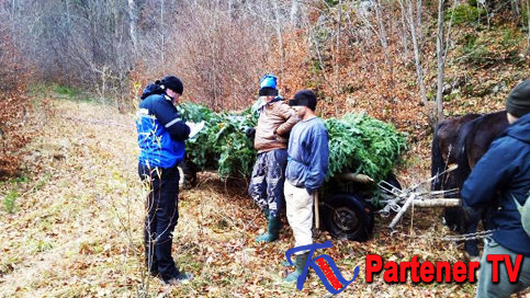 A început să se fure cetină, jandarmii montani i-au prins pe hoţi