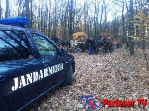 Jandarmii dâmbovițeni au continuat acțiunile pentru prevenirea și combaterea faptelor penale și contravenționale săvârșite în domeniul silvic