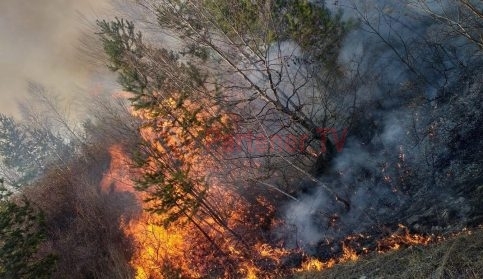 VIDEO. Incendiu de pădure în satul satul Valea Leurzii – comuna Buciumeni