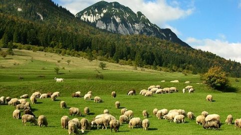 VIDEO. Disperare în rândul crescătorilor de animale și prejudiciu financiar în bugetul comunei Moroeni, generate de ambițiile președintelui PNL Moroeni