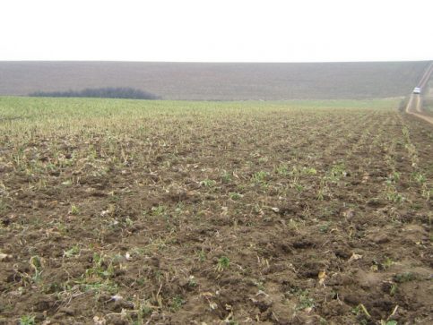 În atenția deţinătorilor de terenuri agricole ale căror culturi agricole au fost afectate de secetă