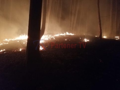 VIDEO. Incendiu puternic în pădurea din Iedera
