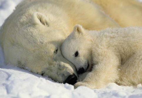 27 februarie, Ziua Internaţională a Ursului Polar, un bun prilej să recitim - Fram, ursul polar, un roman scris de Camil Petrescu.VIDEO
