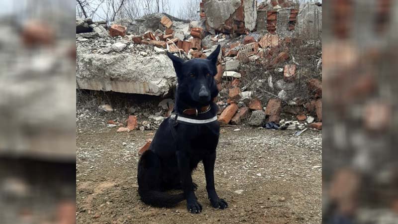 Miercuri, 1 iunie, BAIA-câinele pompier de la ISU Dâmbovița va fi gazda copiilor care vor veni la ZIUA PORȚILOR DESCHISE