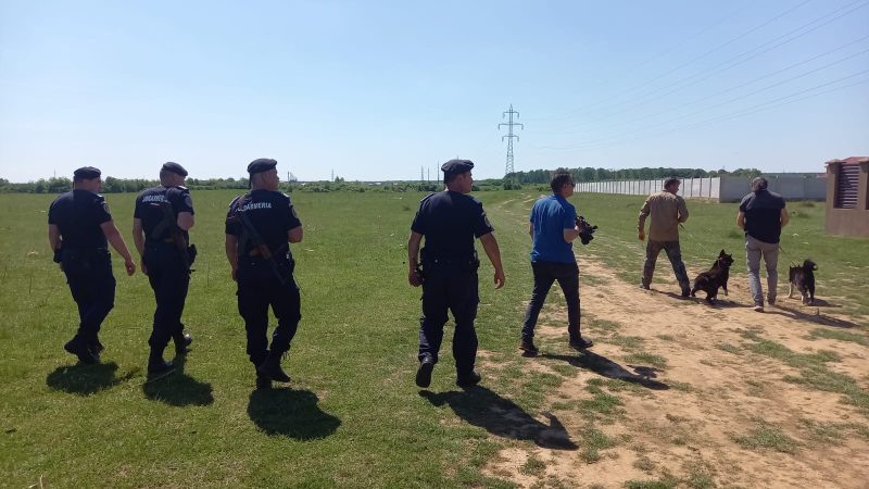 ATENȚIE! Zona unde a fost semnalată prezența leului este monitorizată de jandarmii și polițiștii dâmbovițeni, pentru a se putea interveni prompt în situația posibilei apariții a acestuia