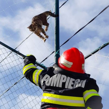Fiecare viața contează, pompierii de la Răcari au salvat o pisică rămasă blocată în câteva fire dintr-o plasă de protecție
