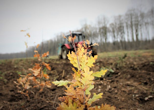 Peste 19 milioane de puieți forestieri plantați de Romsilva în campania de împăduriri de primăvară