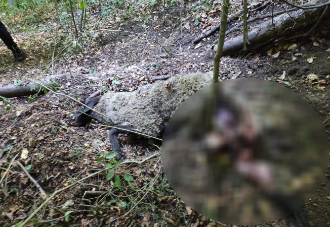 ALERTĂ în satul Micloșanii Mari, un urs a atacat o gospodărie