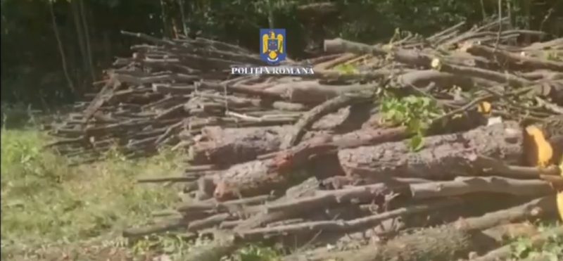 Mascații au descins la hoții de lemne din Voia, comuna Crângurile. VIDEO
