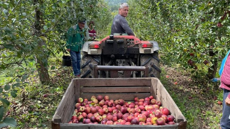 Bătaie de joc la adresa pomicultorilor români, România a adus din străinătate mere de peste 180 de milioane de euro, în ultimii 3 ani