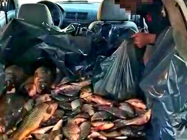Peste 160 kg de pește, confiscate de către jandarmii dâmbovițeni în târgul de la Băleni