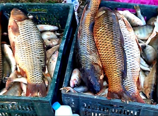Peste 160 kg de pește, confiscate de către jandarmii dâmbovițeni în târgul de la Băleni