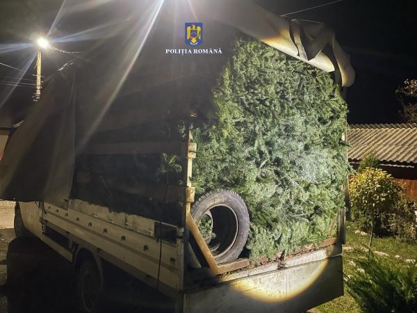 Dosar penal, transporta 4.000 de kilograme de cetină, nu a avut acte să le prezinte polițiștilor. VIDEO