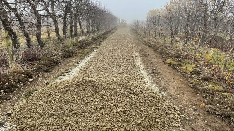 PERICOL, temperaturile ridicate din aceste zile afectează grav culturile agricole, pomii fructiferi și vița de vie