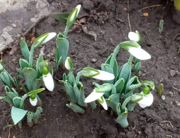 Imaginile dimineții, ghioceii au înflori la început de ianuarie, anomaliile termice au dat natura peste cap