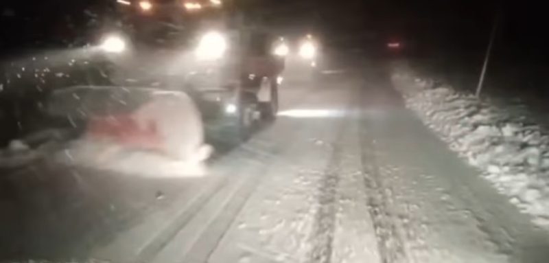 Ninge abundent în unele zone montane din țară. VIDEO