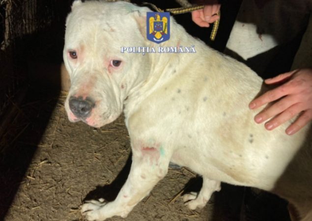 AVIZ AMATORILOR! PERCHEZIȚII LA PERSOANE care foloseau animale pentru dresajul altor animale sau pentru a le controla agresivitatea