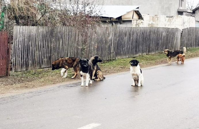 Primarul Marius Caravețeanu FACE APEL SĂ SE FACĂ FRONT COMUN în rezolvarea problemei câinilor comunitari, prezența lor pe străzi reprezintă o AMENINȚARE la SĂNĂTATEA sau VIAȚA oamenilor!