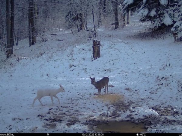 Imagine RARĂ, surprinsă în Parcul Natural Bucegi
