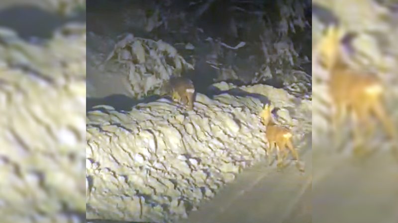 NATURA ne oferă momente extraordinare, grațiose și odihnitoare. VIDEO