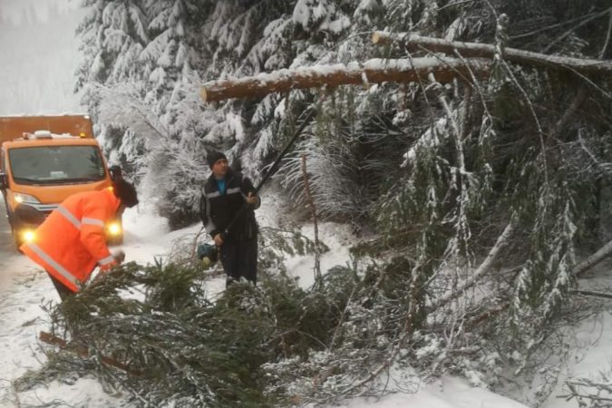 Arbori prăbușiți pe carosabil
