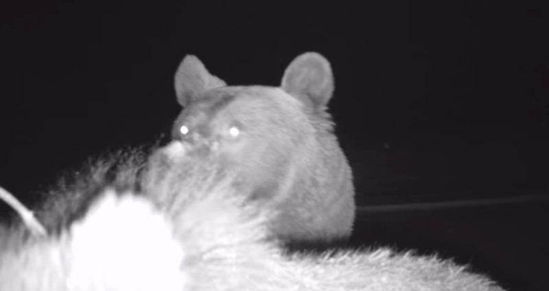 IMAGINI AMUZANTE, o ursoaică cu patru pui care descoperă camera de monitorizar. VIDEO