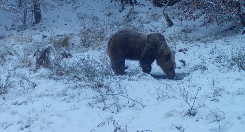 Spărgător de gheață, imagini din mijlocul naturii. VIDEO