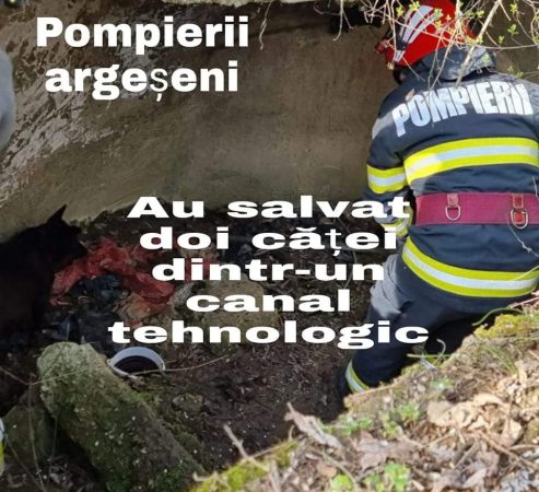 Doi căței cu spirit de aventură au fost salvați la timp, de pompieri