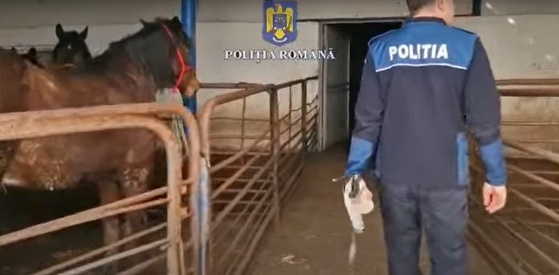 PERCHEZIȚII și în Dâmbovița, comerț ilegal de cai, animalele erau sacrificate și trimise pentru consum în Italia