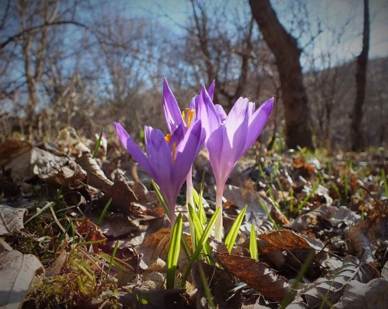Echinocţiul de primăvară, 20 martie, începe Primăvara astronomică
