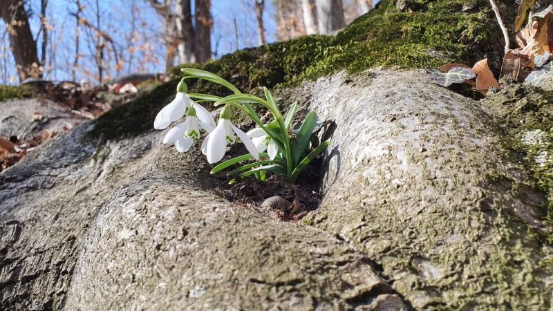 1 martie, sărbătoarea Mărțișorului, cel mai cunoscut simbol al primăverii