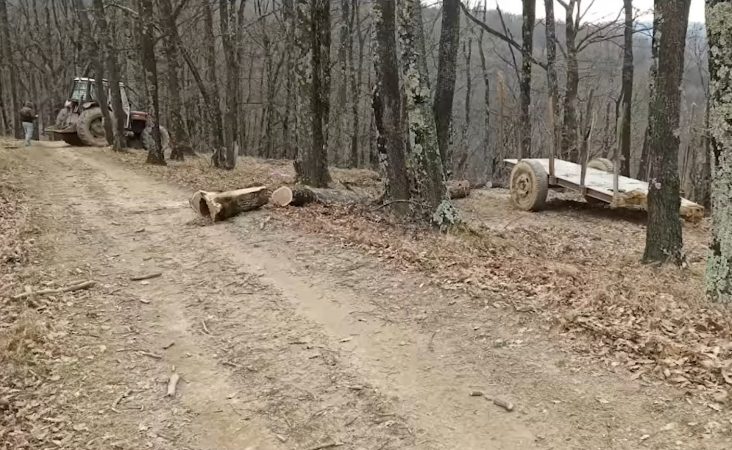 Prinși la furat de lemne! VIDEO