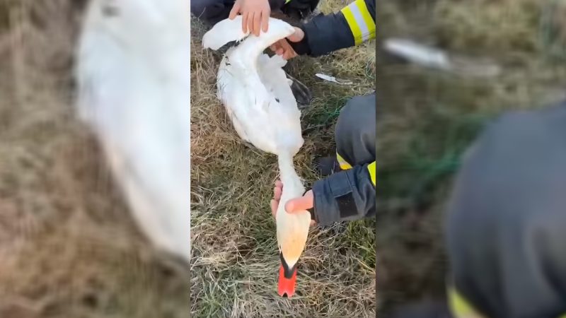 INTERVENȚIE a pompierilor, o altă viață salvată la timp. VIDEO