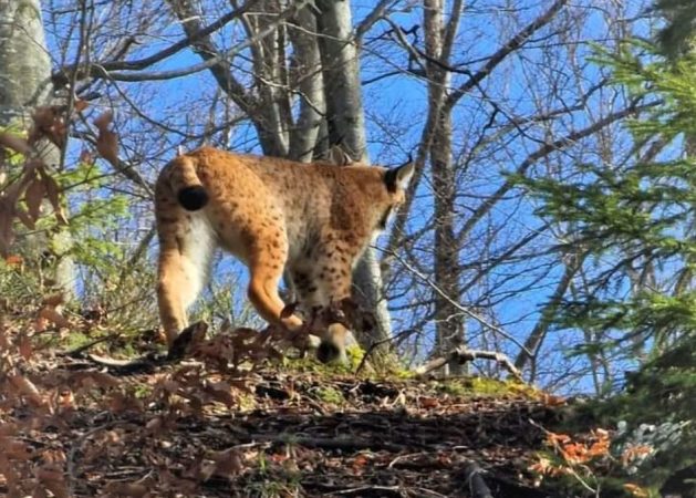 Imaginile zilei, un exemplar de râs a fost zărit într-o pădure administrată de Ocolul Silvic Geoagiu
