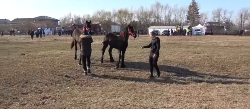 Târgul anual de cai pe islazul satului Zidurile, comuna Odobești