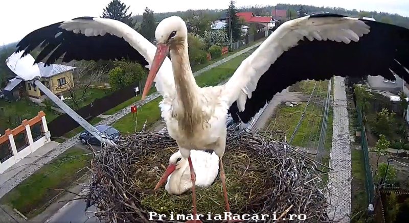Într-o lună, aşteptăm minunea de la Răcari, familia de berze clocește cinci ouă. VIDEO