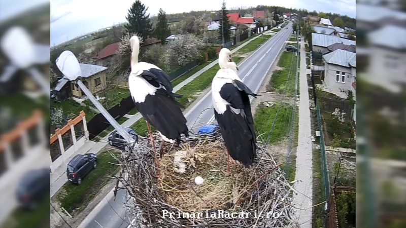 Primul ou în cuibul de barză de la Răcari. VIDEO