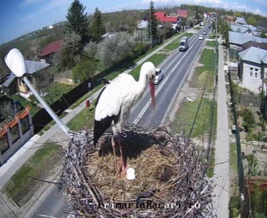 Astăzi, în zori, în cuibul de barză de la Răcari a apărut și al doilea ou.VIDEO