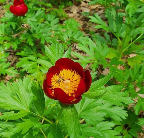 15 mai, Ziua bujorului românesc, o specie florală unică în Europa, care se regăsește numai în România