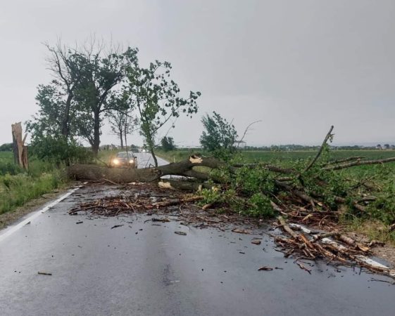 Copaci doborâți de vânt