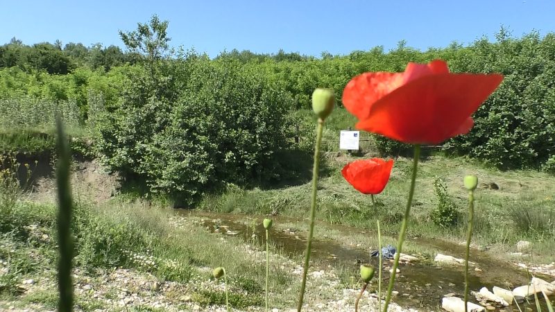 Reconstrucție ecologică forestieră pe terenuri degradate în satul Toculești – Valea Sticlăriei, comuna Vulcana Pandele.VIDEO