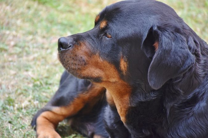 AMPLE CONTROALE vor fi făcute de ANSVSA și IGPR pentru combaterea traficului ilegal de câini și pisici