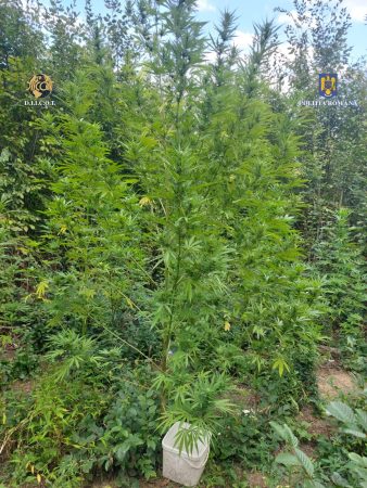 CULTURĂ OUTDOOR DE CANNABIS, DESCOPERITĂ DE POLIȚIȘTI într-o pădure din comuna dâmboviţeană OCNIȚA