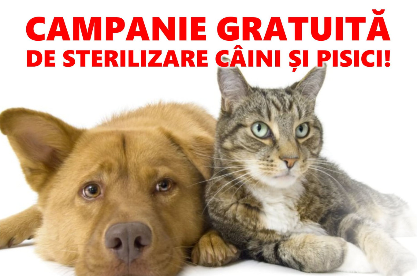 Primăria Găești: Pe 27 octombrie, are loc o nouă  campanie de sterilizări câini și pisici, gratuit