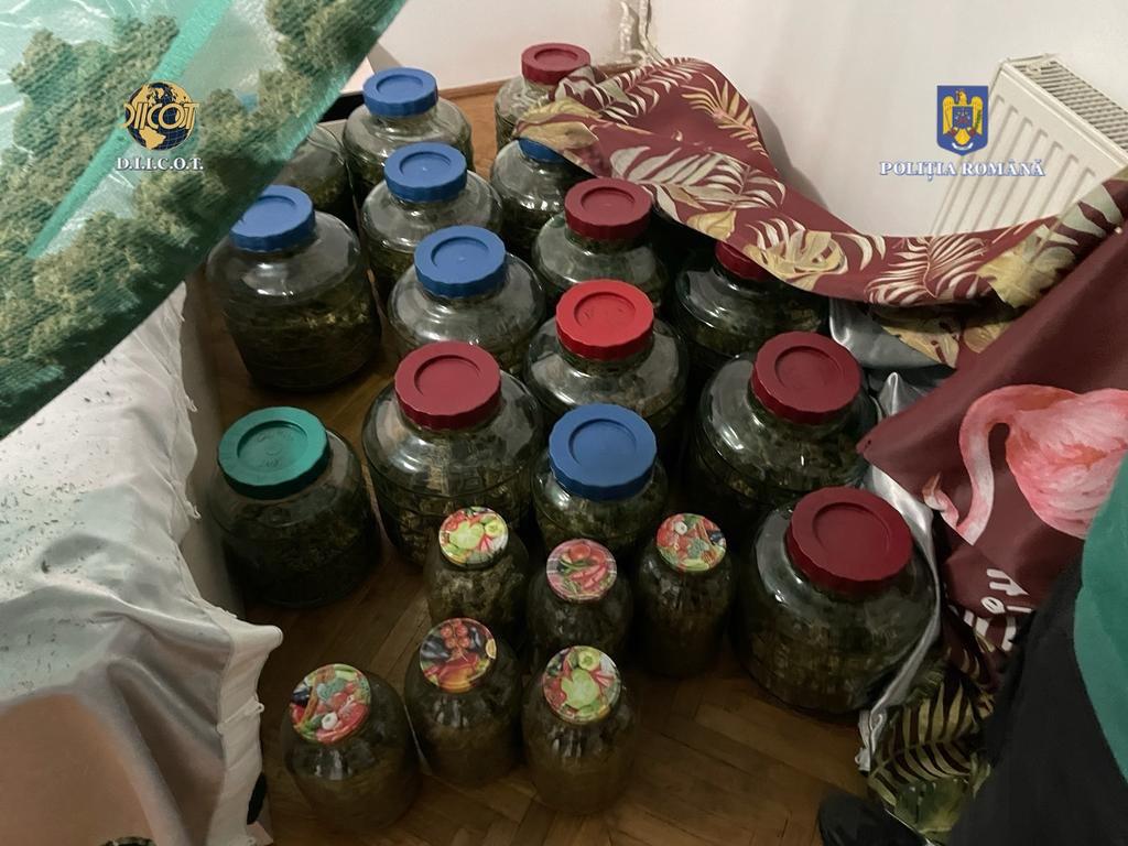 CULTURĂ DE CANABIS INDOOR, DEPISTATĂ DE POLIȚIȘTI, într-o seră din Dâmbovița, la data de 8 octombrie 2023, polițiștii Serviciului de Combatere