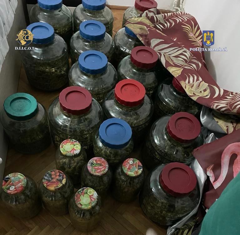 CULTURĂ DE CANABIS INDOOR, DEPISTATĂ DE POLIȚIȘTI, într-o seră din Dâmbovița, la data de 8 octombrie 2023, polițiștii Serviciului de Combatere