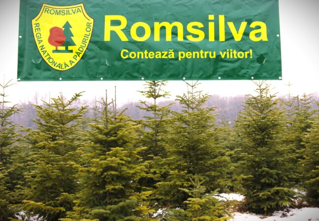 Peste 20 de mii de pomi de Crăciun, puși la vânzare de Romsilva